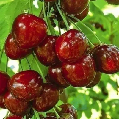 Черешня БУРЛАТ в Рязани
