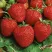 Клубника КОРОНА в Рязани
