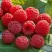 Малина СОЛНЫШКО в Рязани
