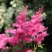 Астильба САННИ ДЕЙ гибридная в Рязани