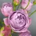 Роза ЛАВАНДЕР БАБЛС спрей в Рязани