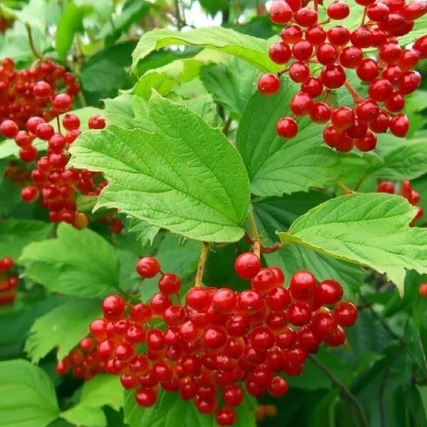 саженцы калины