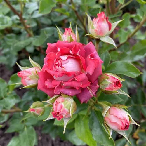 Саженцы роз ТИРАМИСУ спрей в Рязани