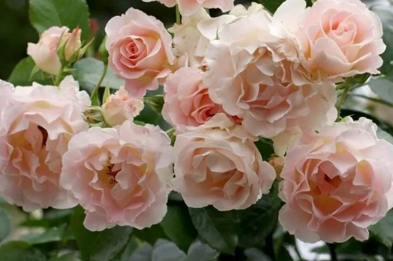 Обновление ассортимента саженцев роз шраб: новые сорта для идеального сада Обновление ассортимента саженцев роз шраб: новые сорта для идеального сада