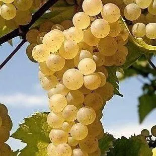 Неукрывные сорта   Неукрывные сорта  в Рязани