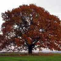 Дуб скальный  Дуб скальный в Рязани