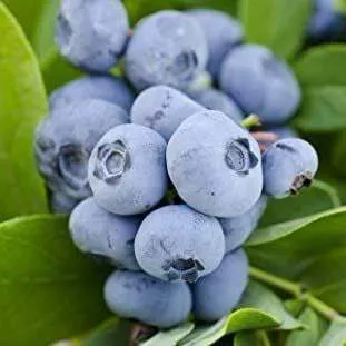 Ранние сорта  Ранние сорта в Рязани