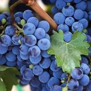 Винный   Винный  в Рязани