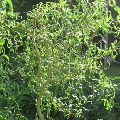 Ива МАТСУДАНА в Рязани