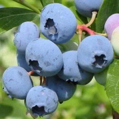 Поздние сорта  Поздние сорта в Рязани