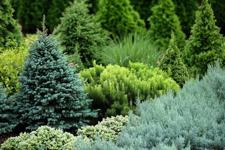 Ассортимент пополнился свежими саженцами хвойных культур. Подберите растения, которые будут украшать участок весь год. Ассортимент пополнился свежими саженцами хвойных культур. Подберите растения, которые будут украшать участок весь год.