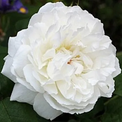 Саженцы роз ВИНЧЕСТЕР КАФЕДРАЛ английская  Саженцы роз ВИНЧЕСТЕР КАФЕДРАЛ английская в Рязани