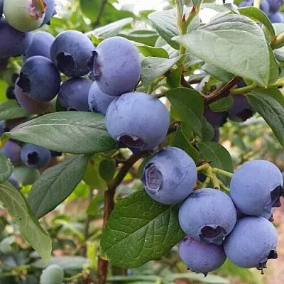 Голубика БЛЮГОЛД  Голубика БЛЮГОЛД в Рязани