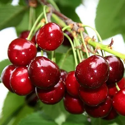 Черешня МИНЧАНКА в Рязани