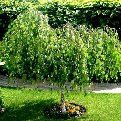 Береза  Береза в Рязани