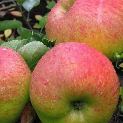 Яблоня ЯБЛОЧНЫЙ СПАС  Яблоня ЯБЛОЧНЫЙ СПАС в Рязани