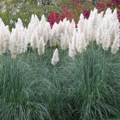 Кортадерия белая (пампасная трава) в Рязани