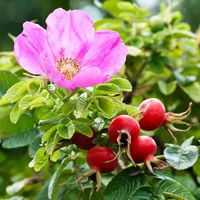 Шиповник   Шиповник  в Рязани