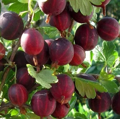 Крыжовник ХИННОМАКИ РОТ  Крыжовник ХИННОМАКИ РОТ в Рязани