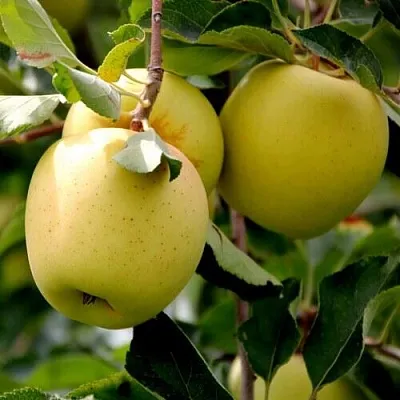 Яблоня ГОЛДЕН ВЛАДИМИРСКИЙ  Яблоня ГОЛДЕН ВЛАДИМИРСКИЙ в Рязани