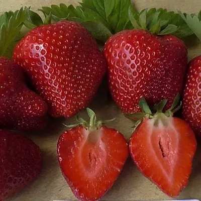 Клубника САНДРА  Клубника САНДРА в Рязани