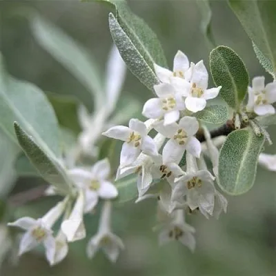 ЛОХ СЕРЕБРИСТЫЙ  ЛОХ СЕРЕБРИСТЫЙ в Рязани