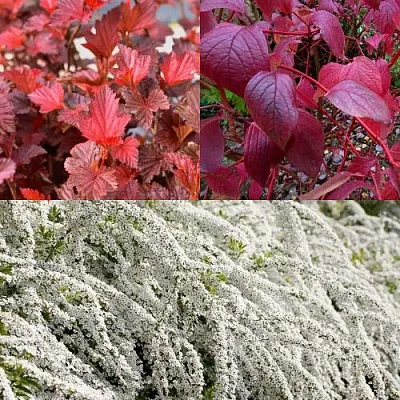 Комплект ЖИВАЯ ИЗГОРОДЬ в Рязани