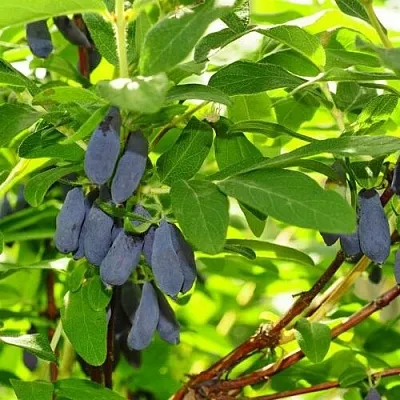 Жимолость съедобная ЛЕБЁДУШКА  Жимолость съедобная ЛЕБЁДУШКА в Рязани