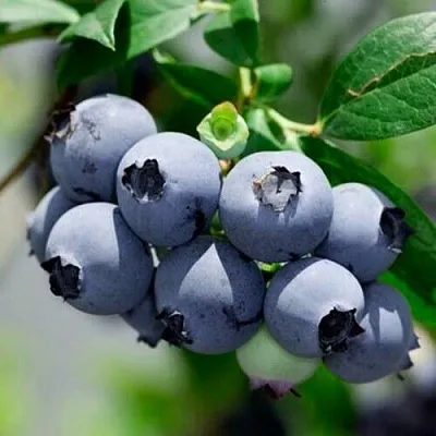 Голубика СИЕРРА  Голубика СИЕРРА в Рязани