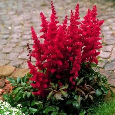 Астильба ГЛАТ Арендса — описание сорта Астильба ГЛАТ Арендса в Рязани