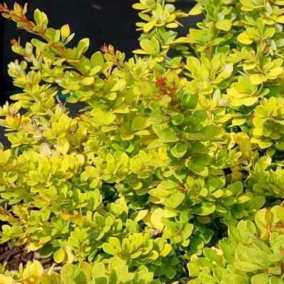 Барбарис СЕНСЕЙШЕН тунберга  Барбарис СЕНСЕЙШЕН тунберга в Рязани