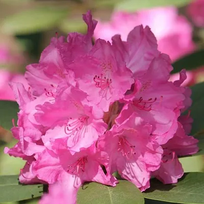 Рододендрон ЛУМИНА  Рододендрон ЛУМИНА в Рязани