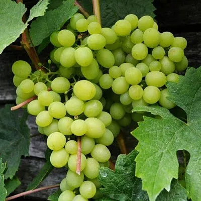 Виноград АЛЕШЕНЬКИН  Виноград АЛЕШЕНЬКИН в Рязани