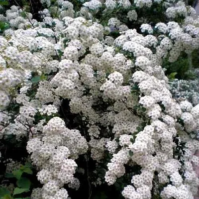 Спирея ВАНГУТТА  Спирея ВАНГУТТА в Рязани