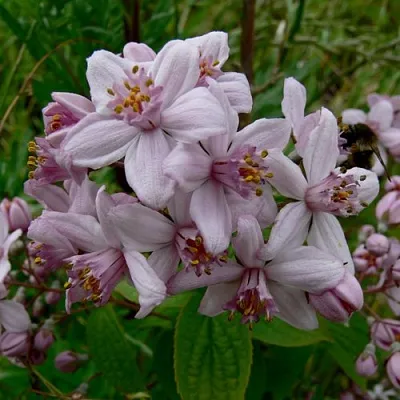 Дейция МОУНТ РОУЗ  Дейция МОУНТ РОУЗ в Рязани