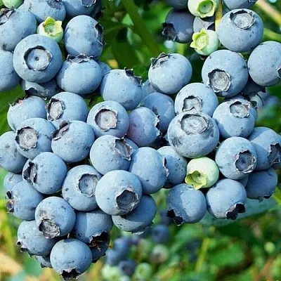 Голубика ПУРУ  Голубика ПУРУ в Рязани