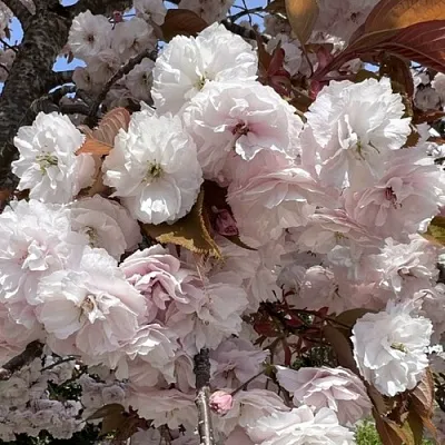 Сакура ШИРОФУГЕН  Сакура ШИРОФУГЕН в Рязани