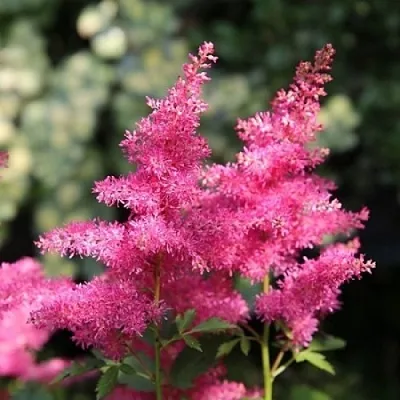 Астильба САННИ ДЕЙ гибридная  Астильба САННИ ДЕЙ гибридная в Рязани