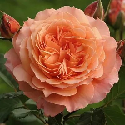 Саженцы роз БЕЛЬВЕДЕР шраб  Саженцы роз БЕЛЬВЕДЕР шраб в Рязани