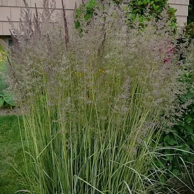 Вейник АВАЛАНШ остроцветковый  Вейник АВАЛАНШ остроцветковый в Рязани