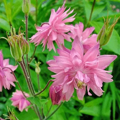 Аквилегия БАРЛОУ ПИНК гибрид МакКаны  Аквилегия БАРЛОУ ПИНК гибрид МакКаны в Рязани