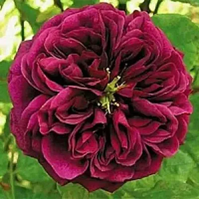 Саженцы роз ЗЕ ПРИНЦ английская  Саженцы роз ЗЕ ПРИНЦ английская в Рязани