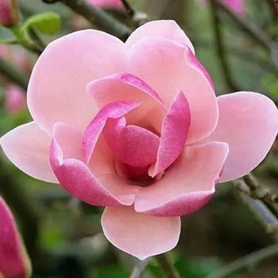 Магнолия РУСТИКА РУМБА  Магнолия РУСТИКА РУМБА в Рязани