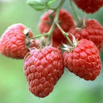 Малина ХЕРИТЕЙДЖ  Малина ХЕРИТЕЙДЖ в Рязани