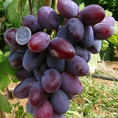 Средние сорта  Средние сорта в Рязани