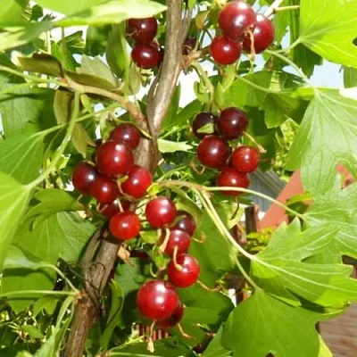 Смородина золотистая ВИШНЕВАЯ  Смородина золотистая ВИШНЕВАЯ в Рязани