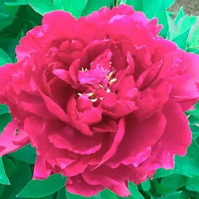 Пион ОСТРОВНОЙ МИНИСТР древовидный  Пион ОСТРОВНОЙ МИНИСТР древовидный в Рязани