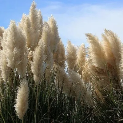 Кортадерия белая (пампасная трава) в Рязани