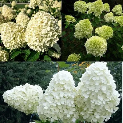 Комплект НЕЖНЫЙ КАПУЧИНО в Рязани