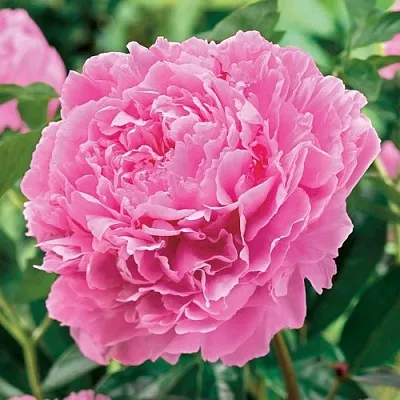 Пион МИСС ЭКХАРТ травянистый  Пион МИСС ЭКХАРТ травянистый в Рязани